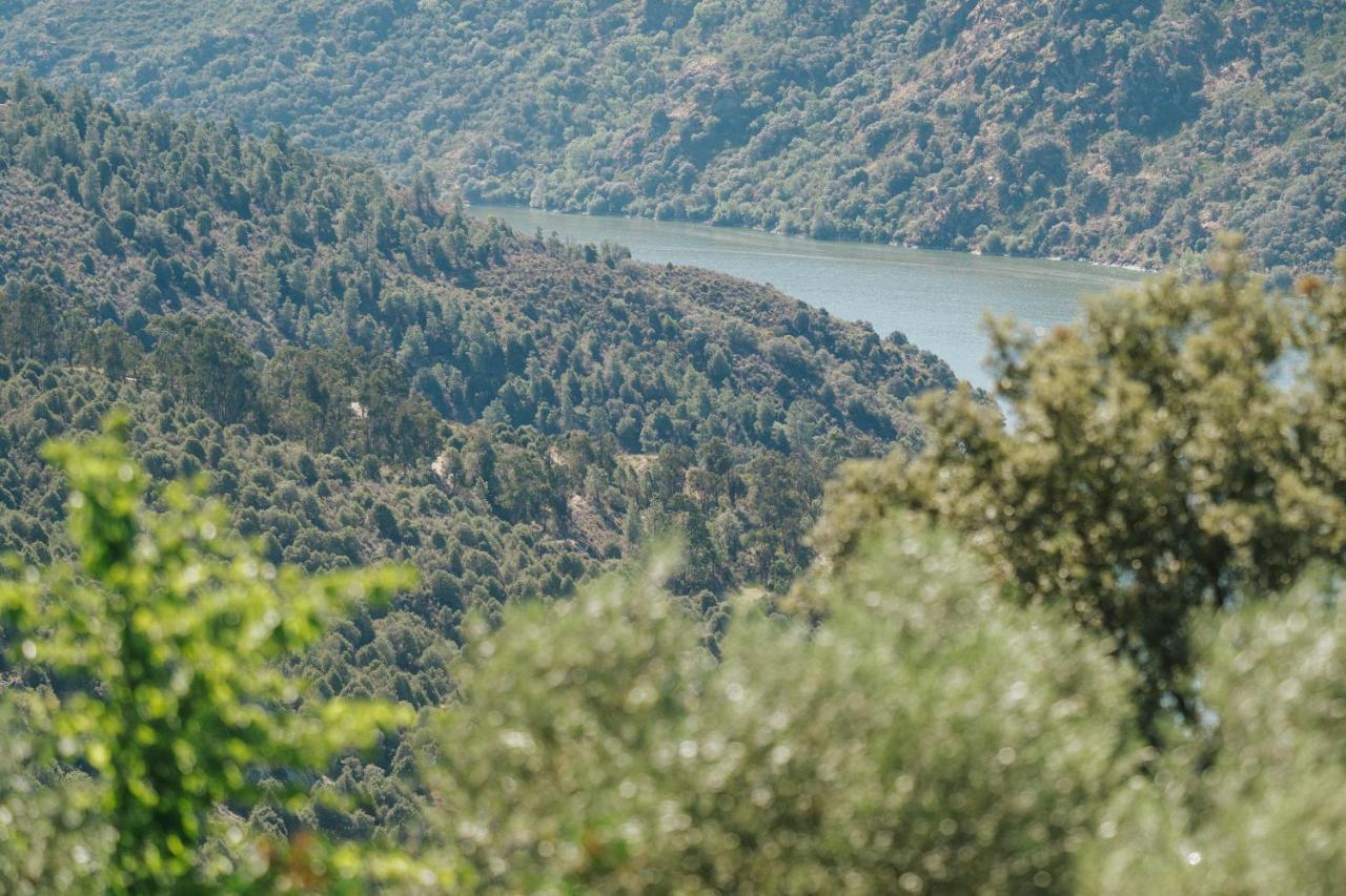 Casa Das Arribas - Rio Douro Aos Seus Pes Casa de hóspedes Bemposta  Exterior foto